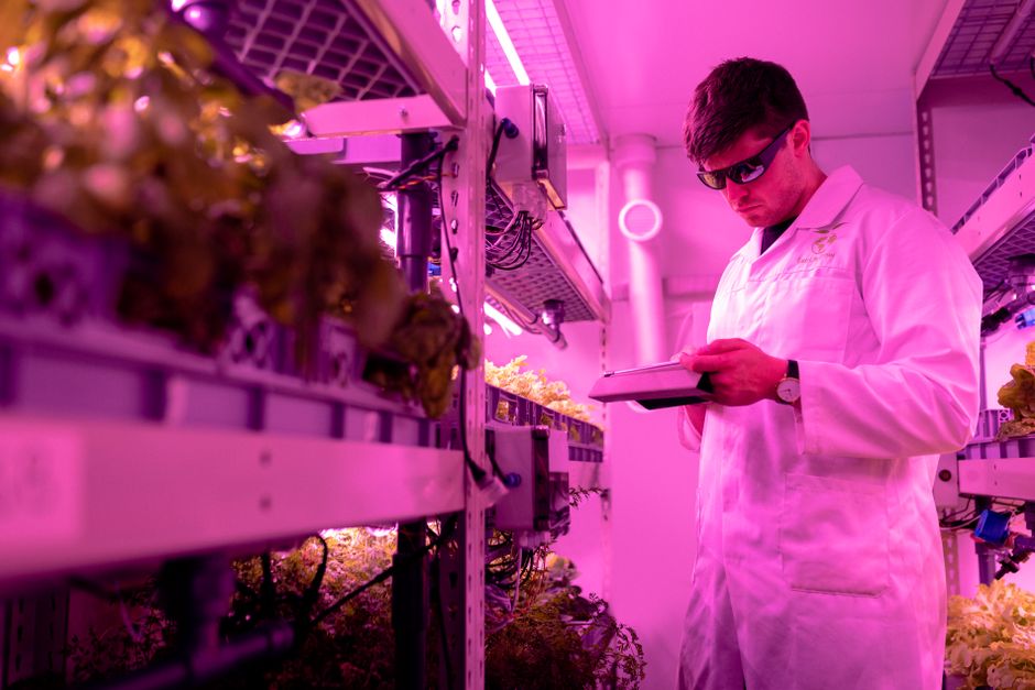 The Quiet Rise of Vertical Farming: Why Crop Yields Are Moving Indoors